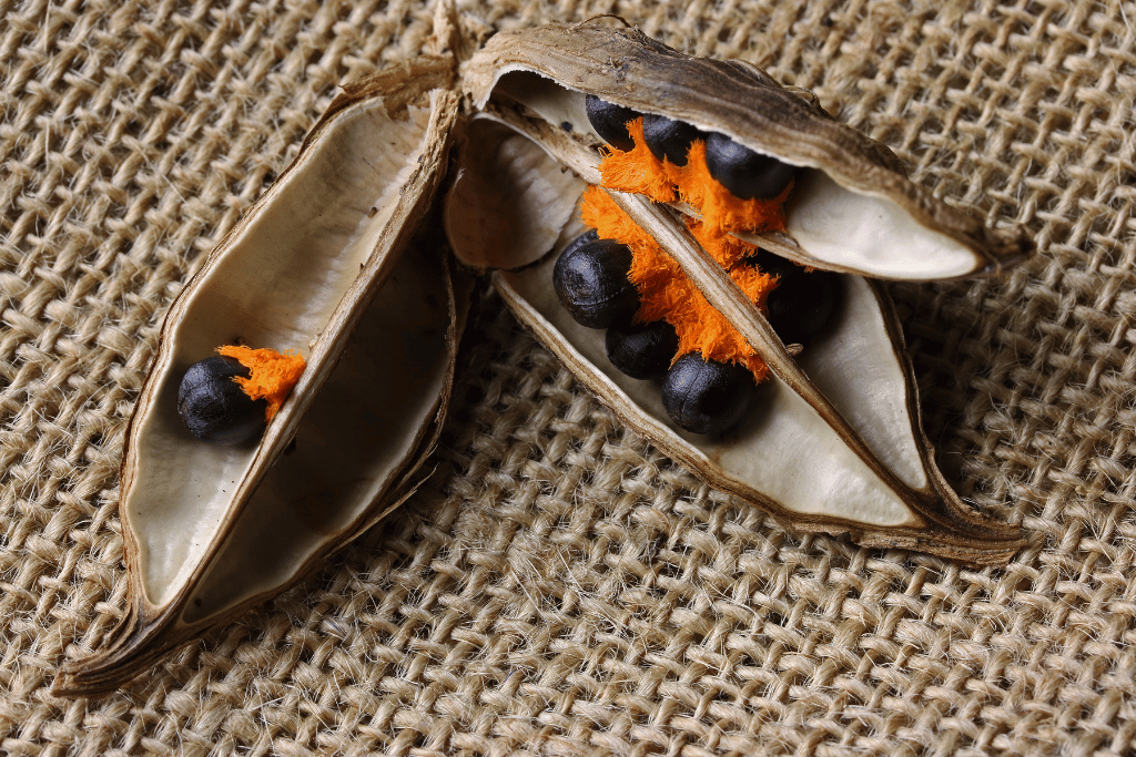 Bird of Paradise Seeds