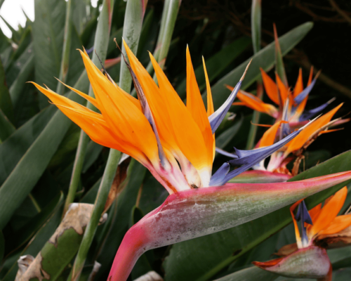 plants that look like bird of paradise