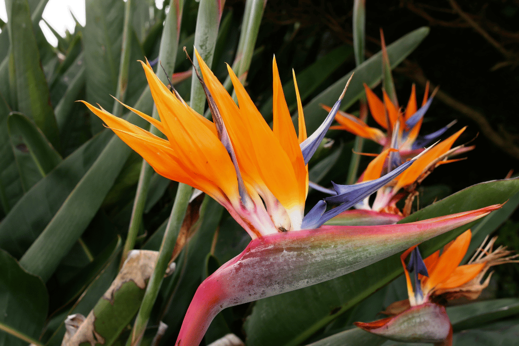 plants that look like bird of paradise