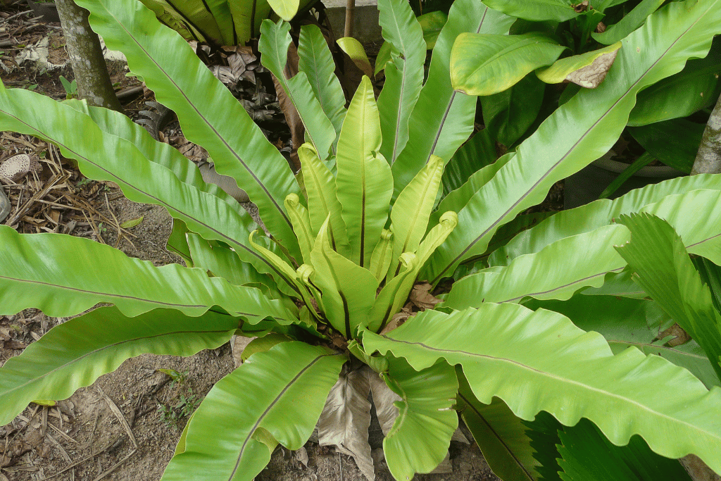 Birds Nest Fern 