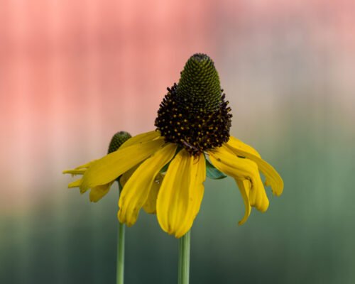 harvesting black eyed susan seeds