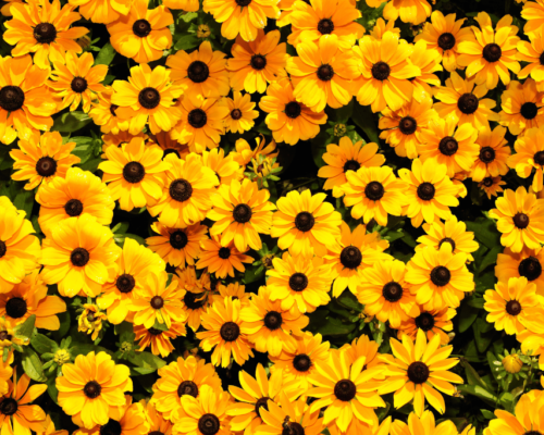 how to plant black eyed susan seeds