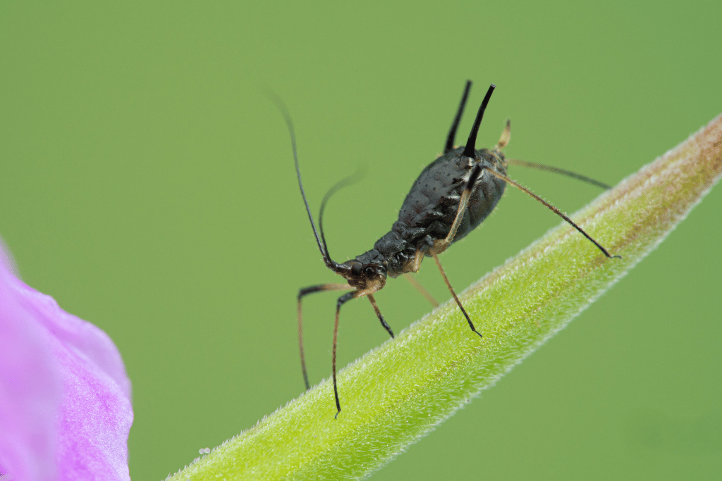 Black aphid