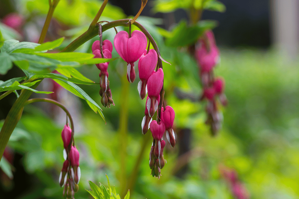 Bleeding heart