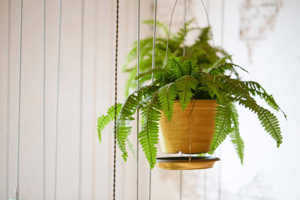 Boston Fern