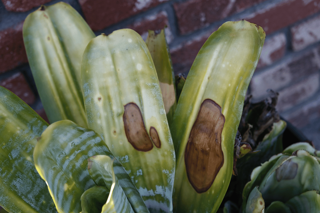 Brown and Yellow Spots