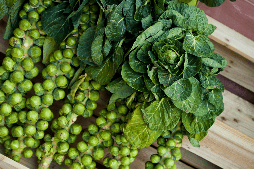 Brussels Sprouts 