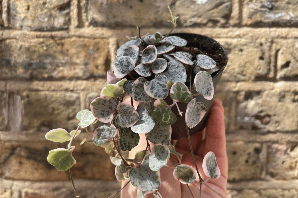 Buy Variegated String of Hearts