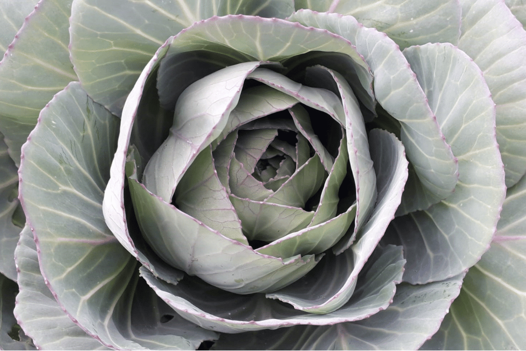 Cabbage 