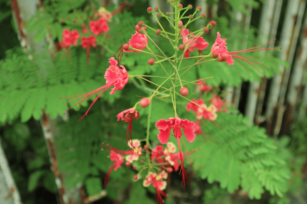 Caesalpinia