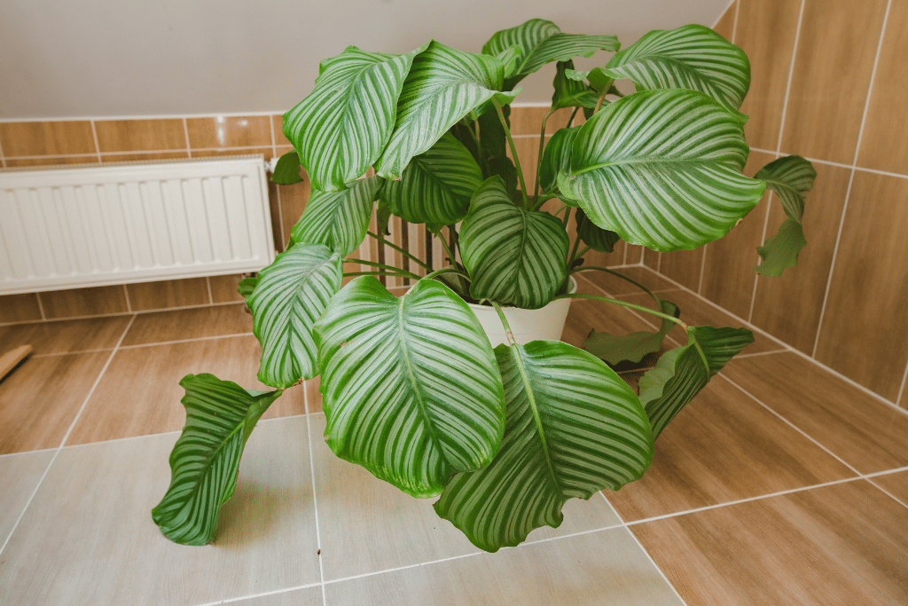 Calathea