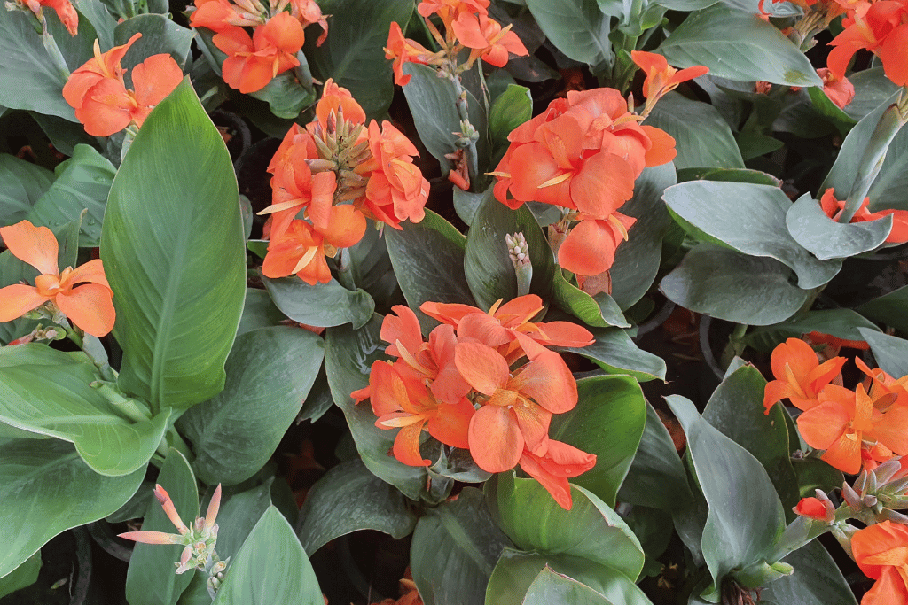 Canna Lilly