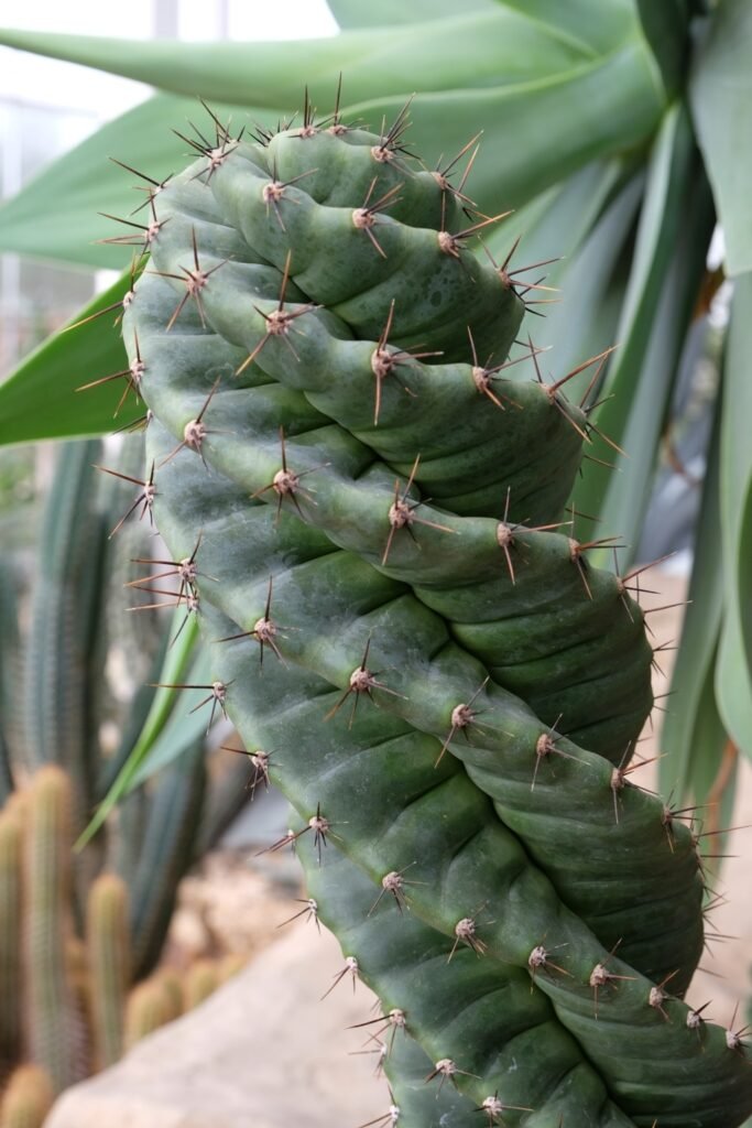 Sprial Cactus Plant care