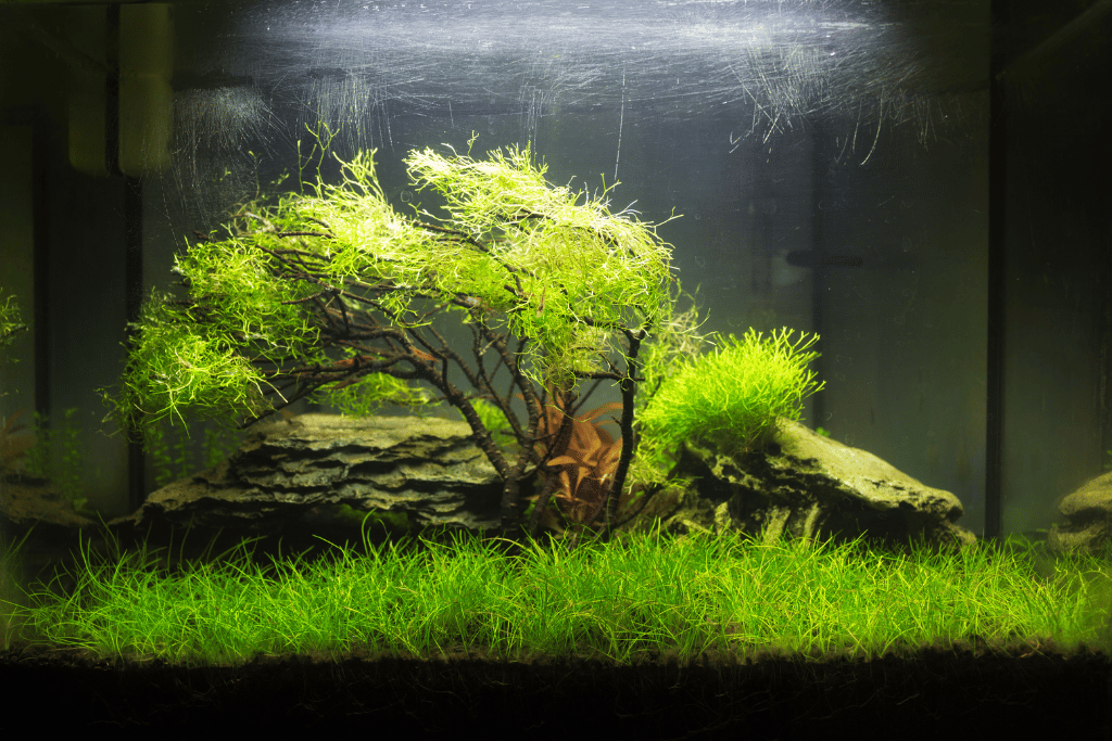 best carpet plants for aquarium