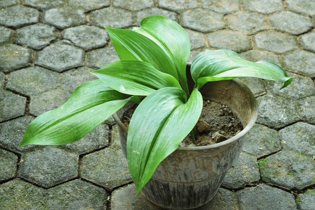 Cast Iron Plant