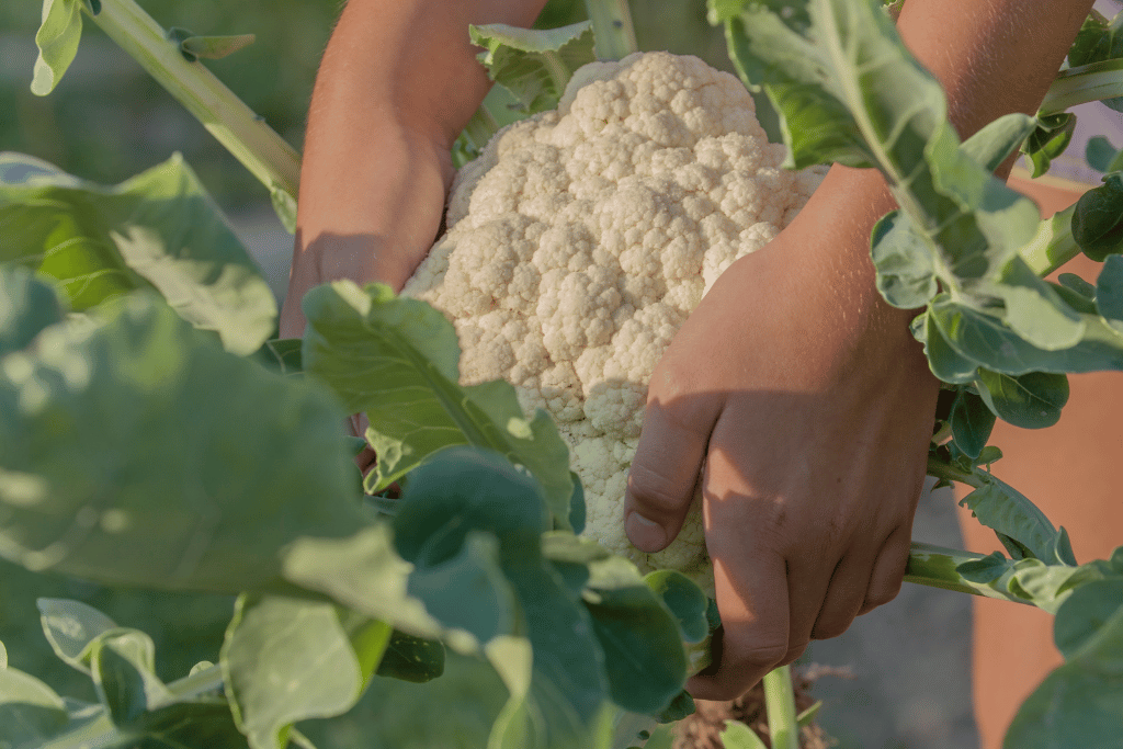 Man-Made Cauliflower 