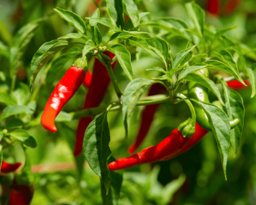 when to pick cayenne peppers