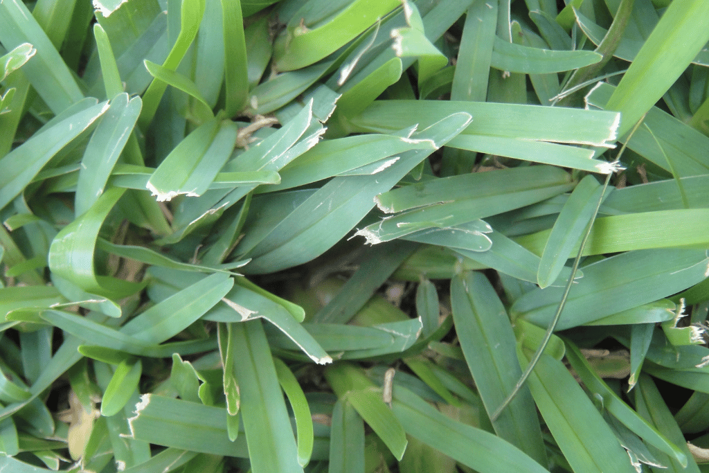 Centipede Grass