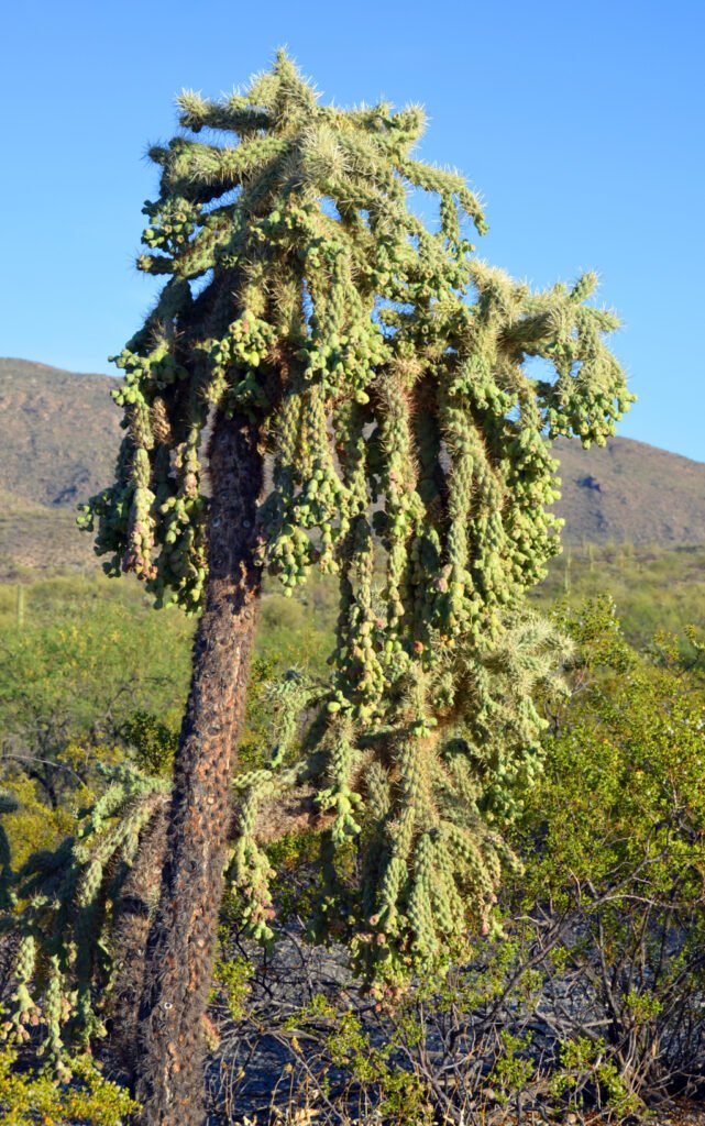 Chain CactusJumping Cholla (Cylindropuntia fulgida)