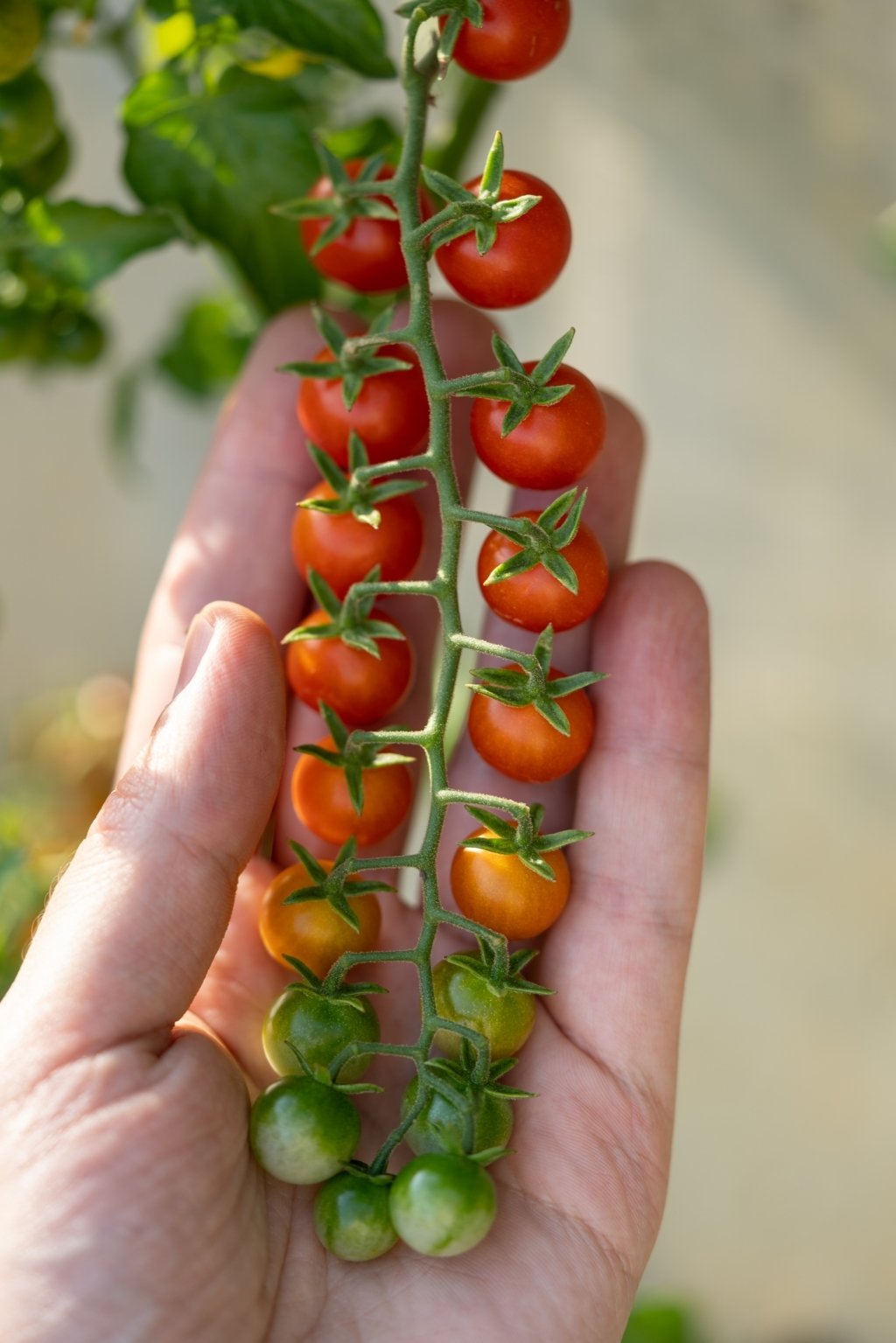 When to Pick Cherry Tomatoes: A How to Harvest Guide