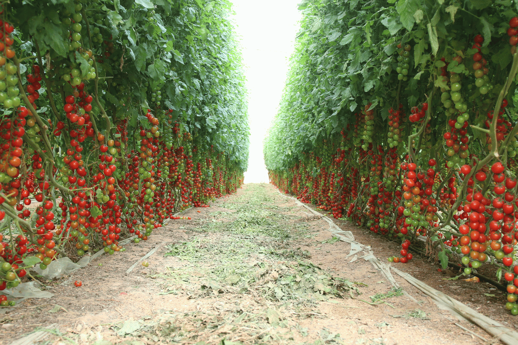 when to pick cherry tomatoes