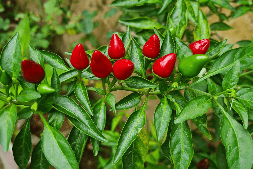 Chili Pequin