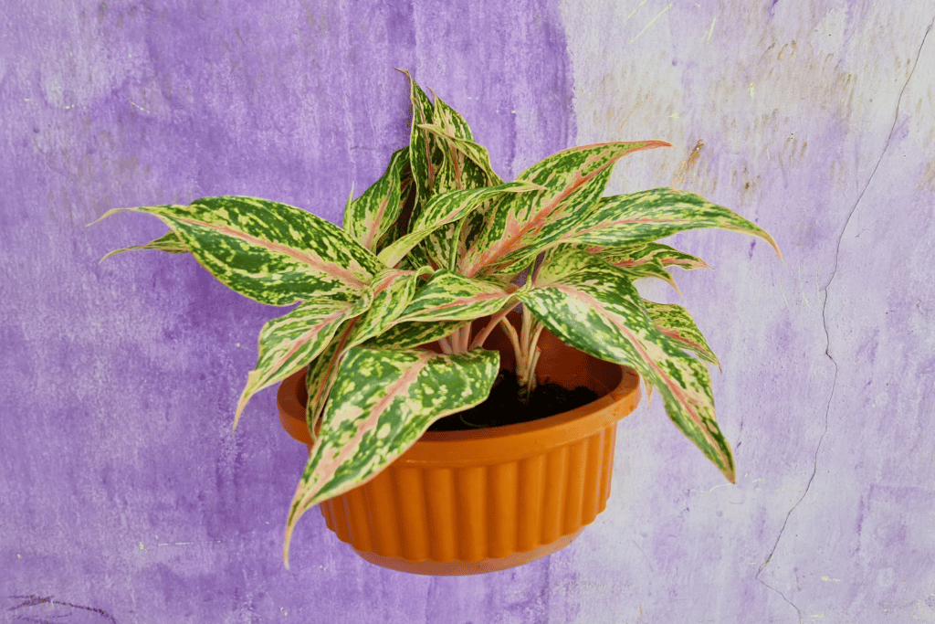 Chinese Evergreen