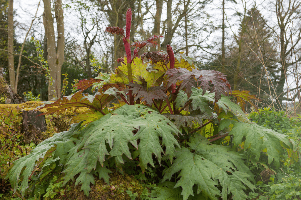 Chinese Rhubarb (Rheum palmatum)