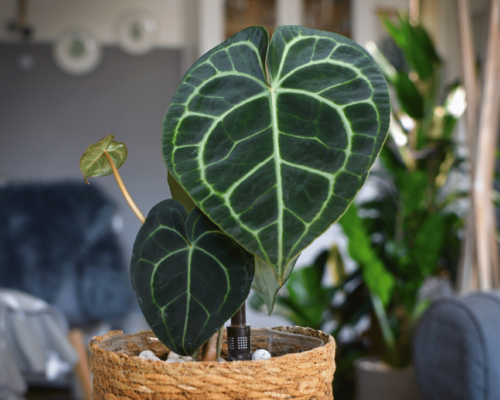 anthurium crystallinum vs clarinervium