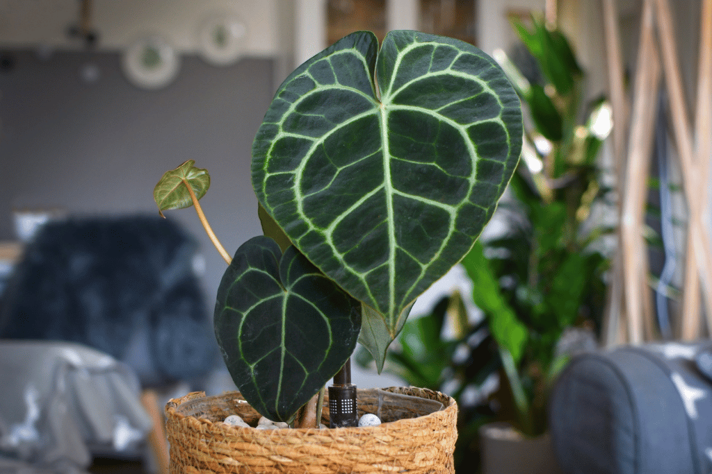 anthurium crystallinum vs clarinervium