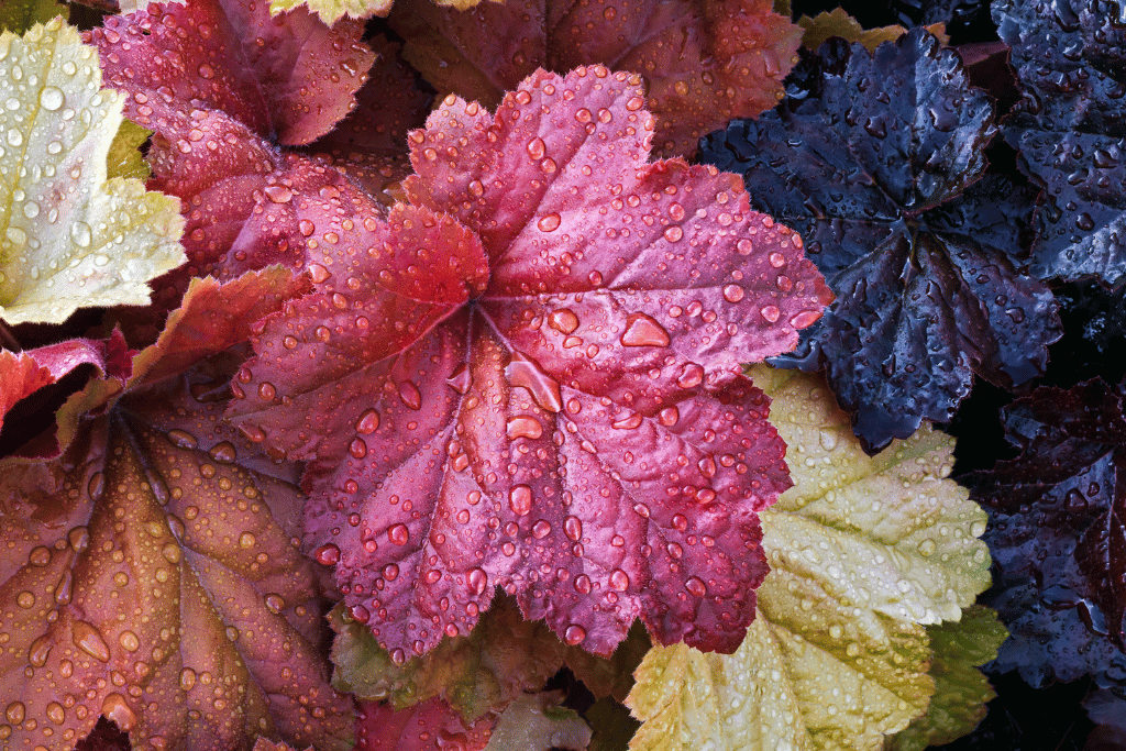 Coral Bells (Heuchera spp.)