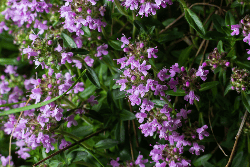 Creeping Thyme 