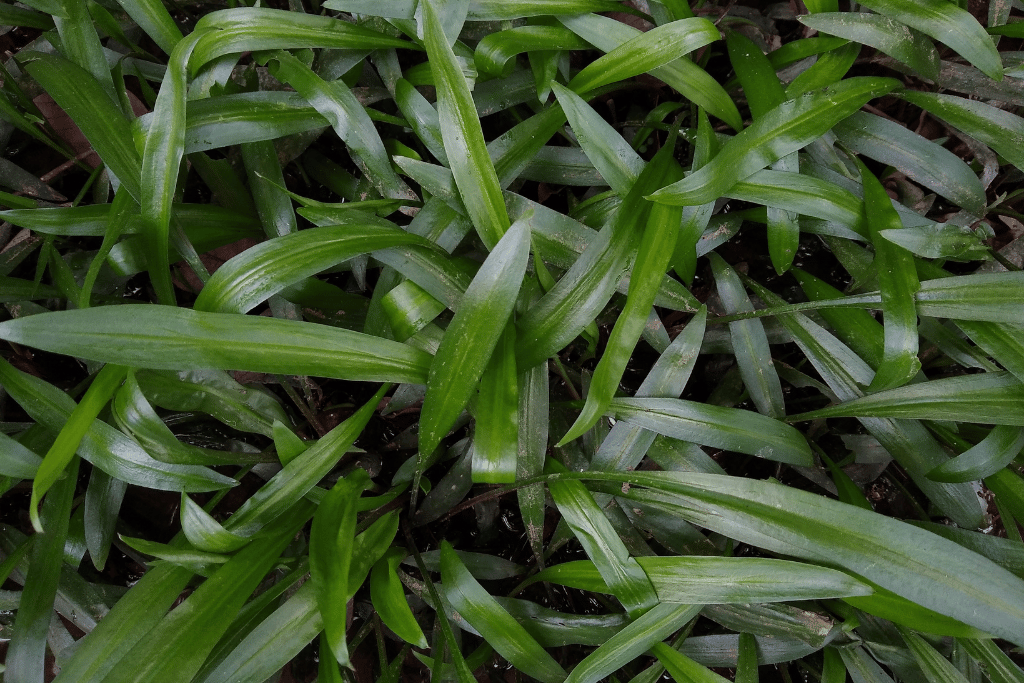 Cryptocoryne