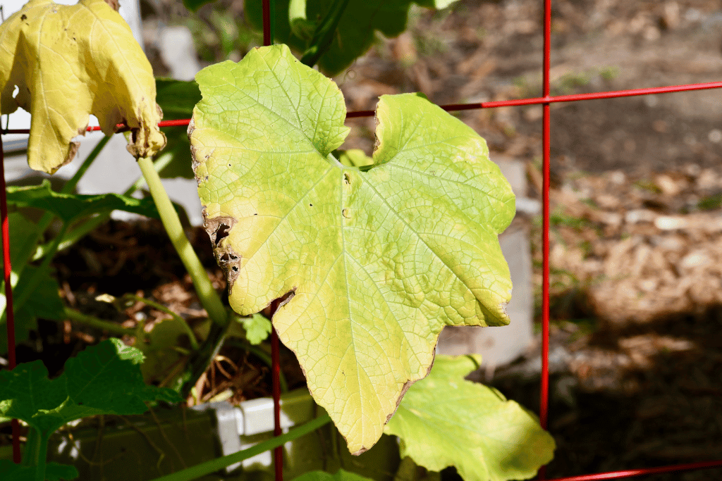 cucumber leaves turning yellow