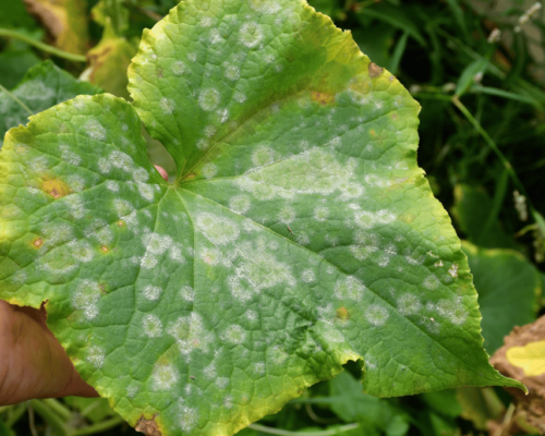 white spots on cucumber leaves