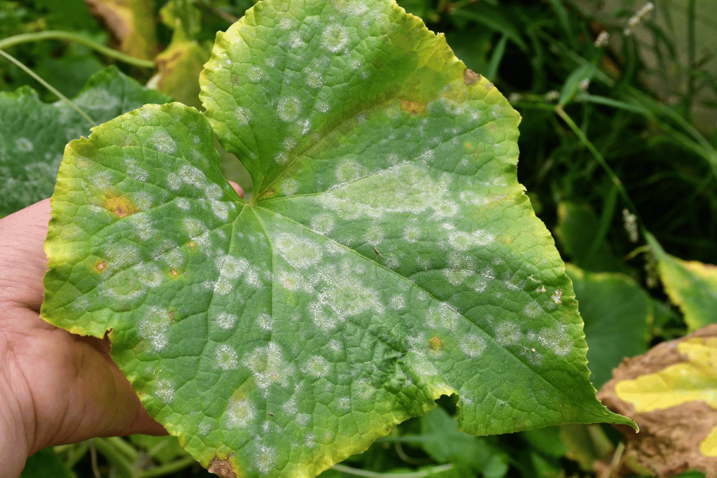 white spots on cucumber leaves