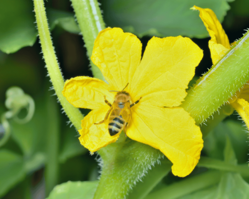 how to tell if cucumber is pollinated