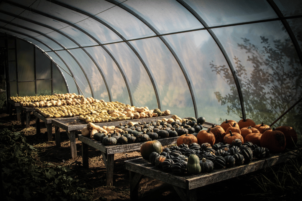 Cure Acorn Squash