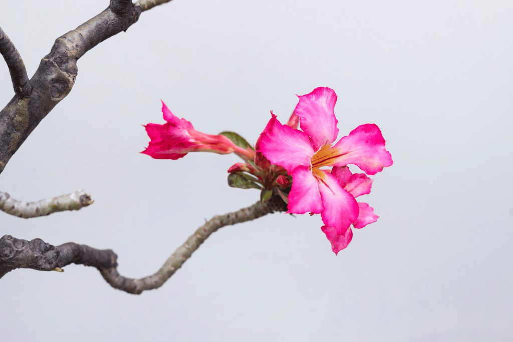 Desert rose