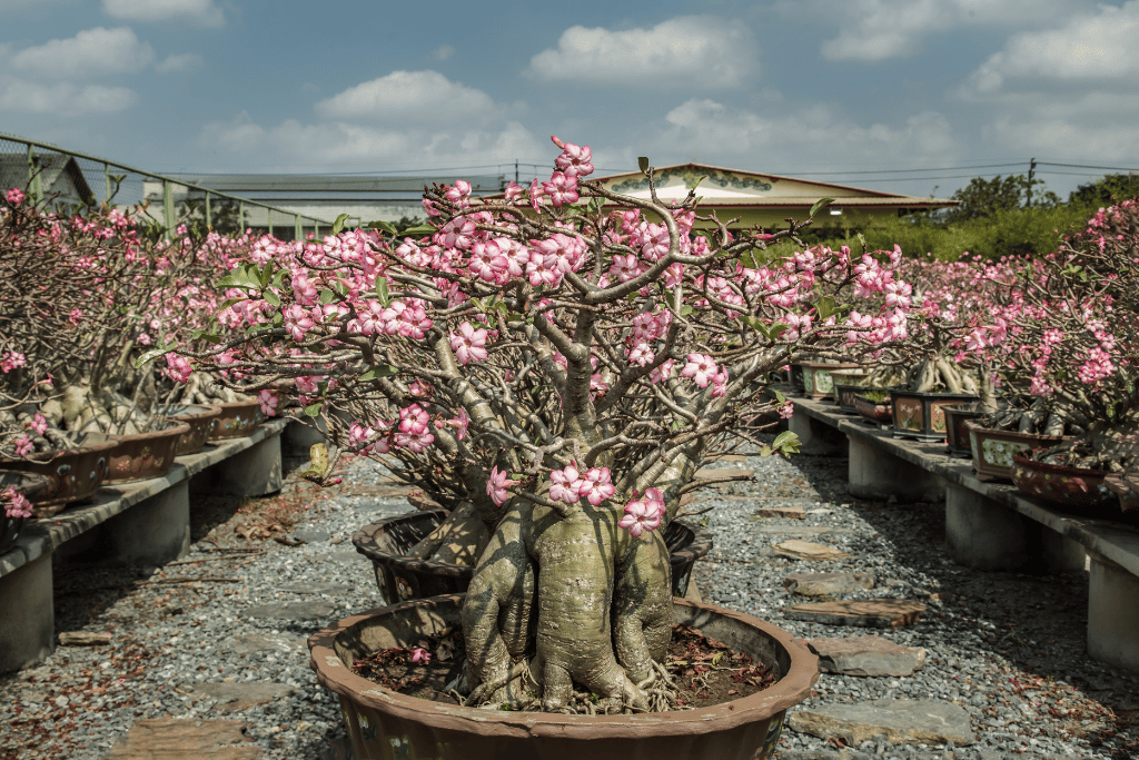 Desert Rose Bonsai Care 