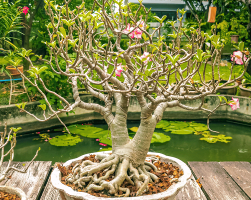 desert rose bonsai kit