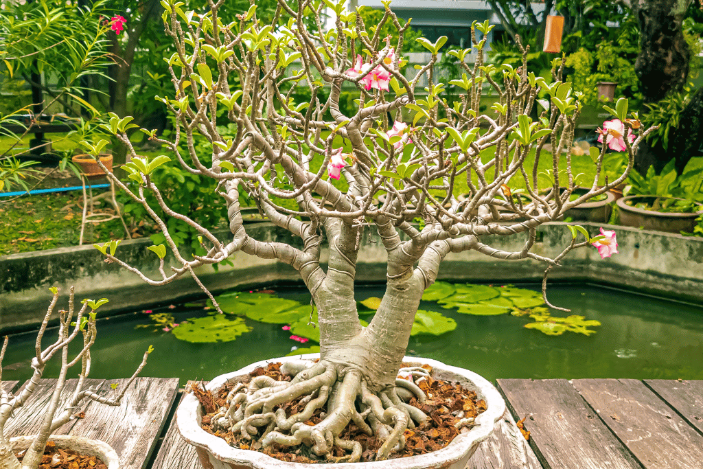 Desert Rose Bonsai