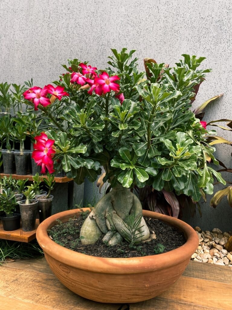 Desert Rose Bonsai in pot