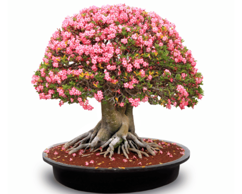 desert rose bonsai care