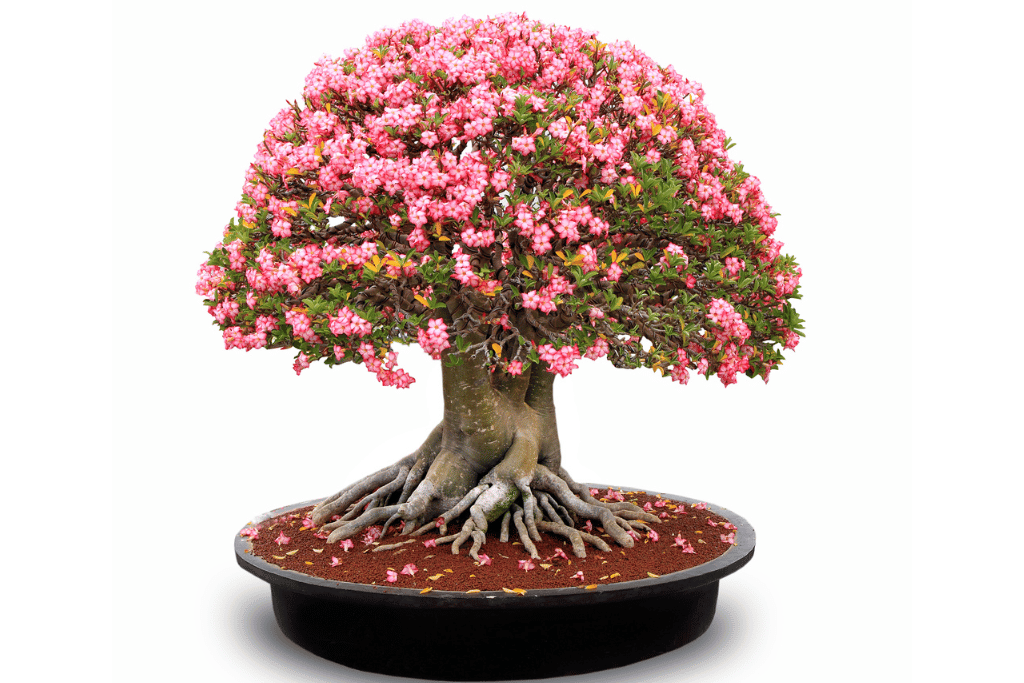 desert rose bonsai care