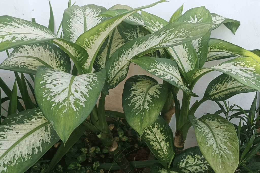 Dieffenbachia