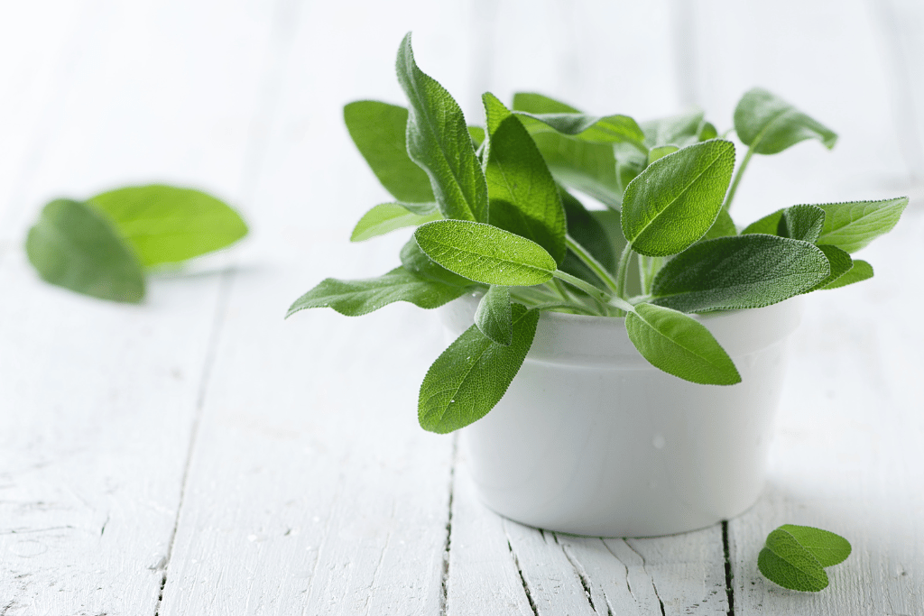 Different types of sage plants