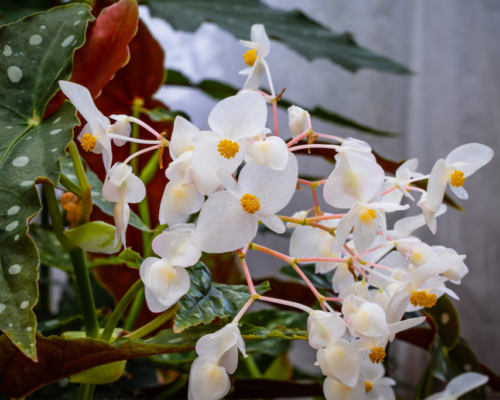 can exotic angel plants grow outside