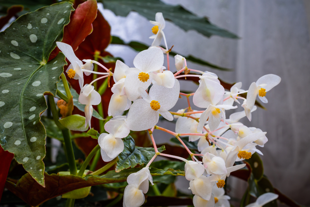 can exotic angel plants grow outside