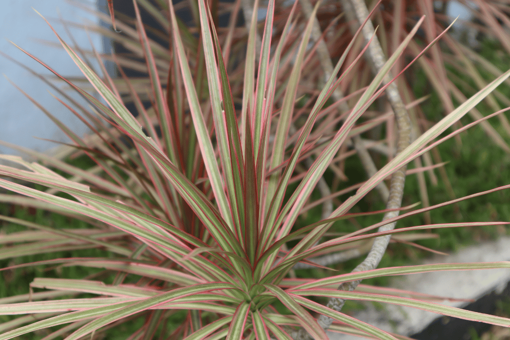 Dragon Tree (Dracaena marginata)